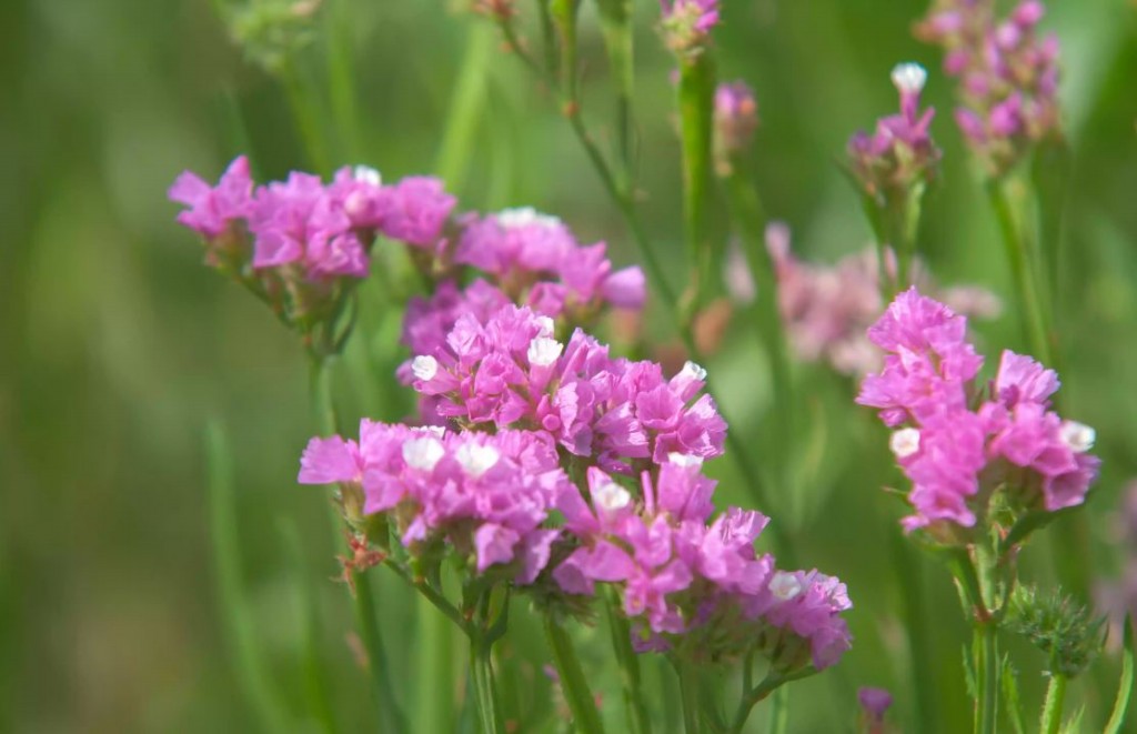 lavanda do mar