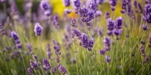 lavanda inglesa