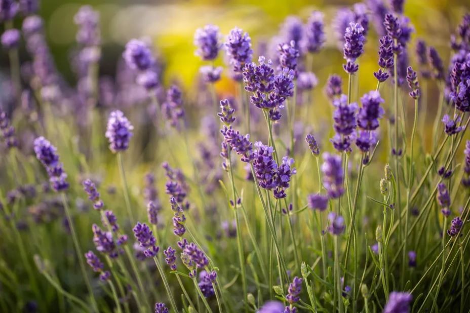 lavanda inglesa