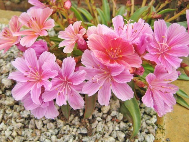 lewisia como plantar