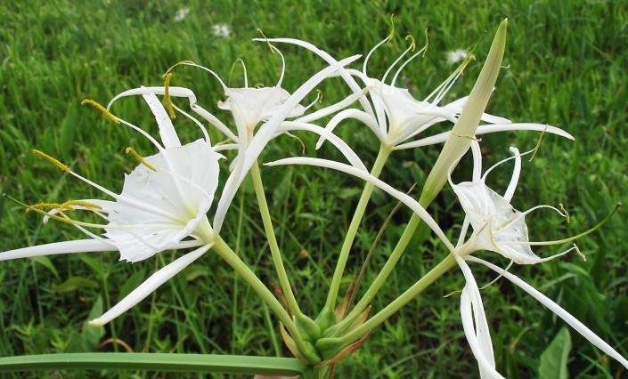 lirio aranha como plantar (2)