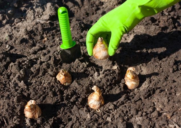 lírio aranha vermelha como plantar