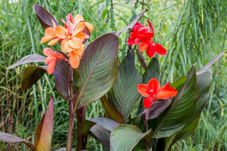Como Plantar Lírio-Canna | Horta em Casa