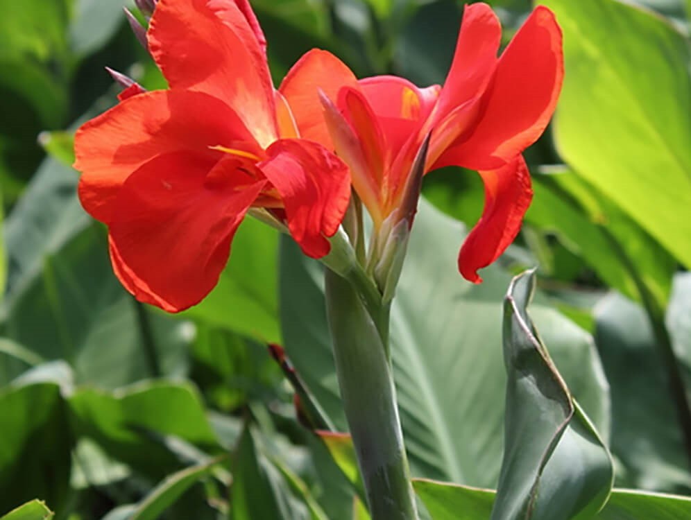 lirio-canna