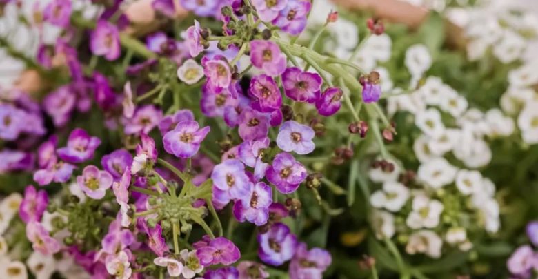 lobularia