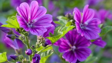malva