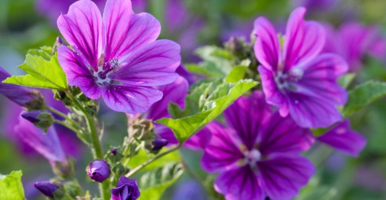 malva