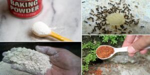 maneiras de como eliminar formigas da horta