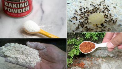 maneiras de como eliminar formigas da horta