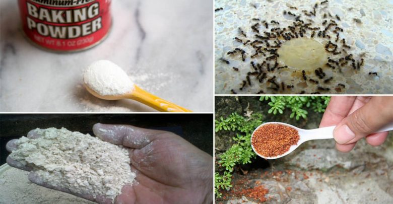 maneiras de como eliminar formigas da horta