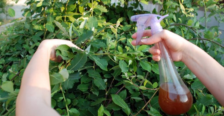 maneiras de como eliminar fungos da horta