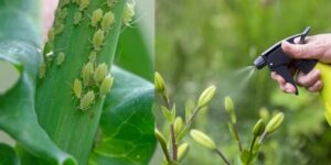 maneiras de como eliminar pulgoes da horta