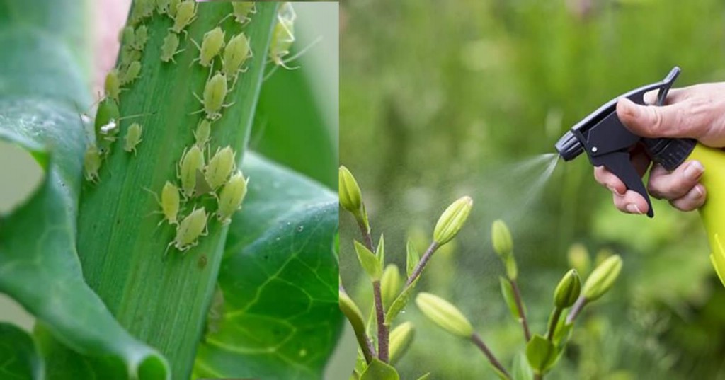 maneiras de como eliminar pulgoes da horta