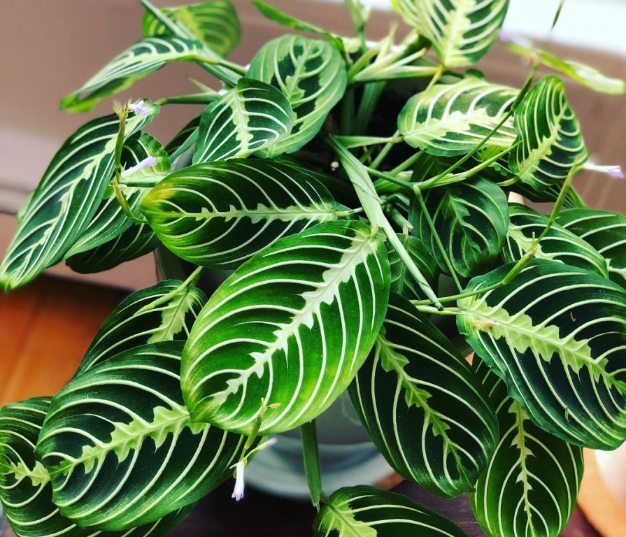 maranta