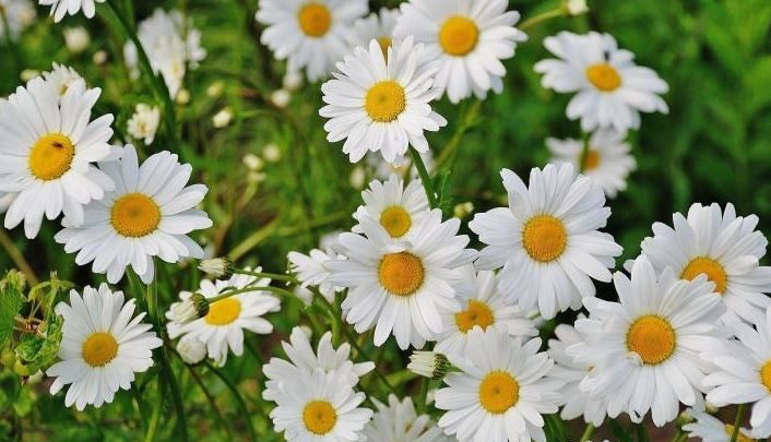 margarida shasta