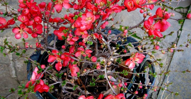 marmelo em flor como plantar