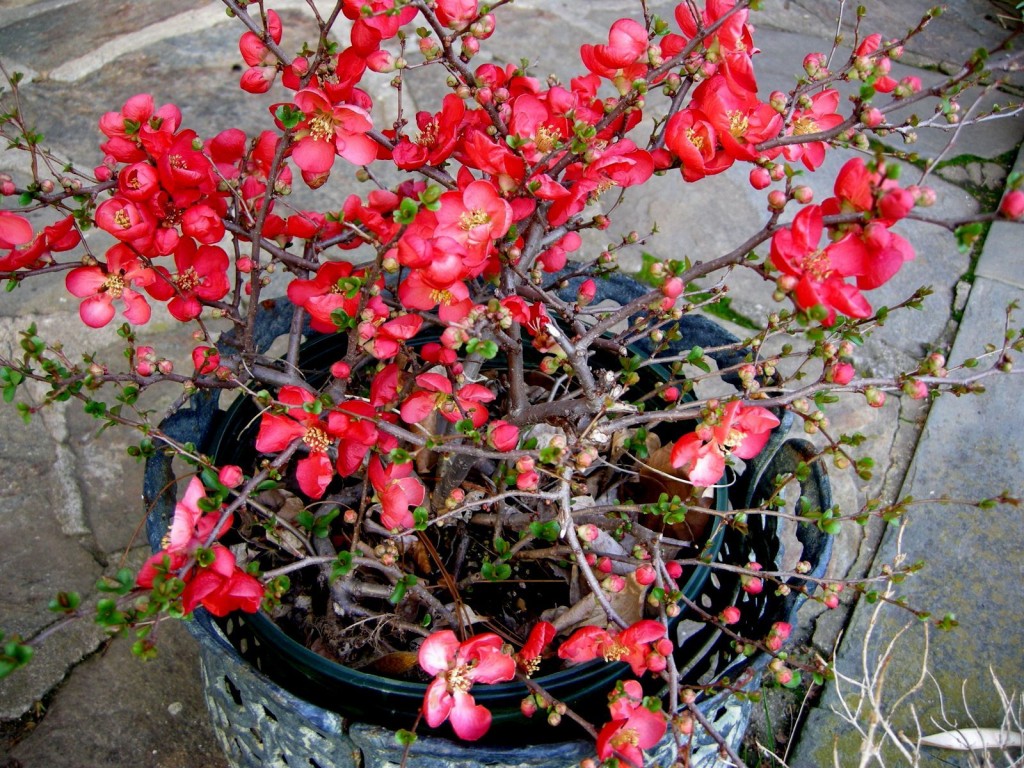 marmelo em flor como plantar