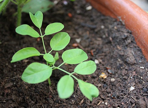 moringa como plantar