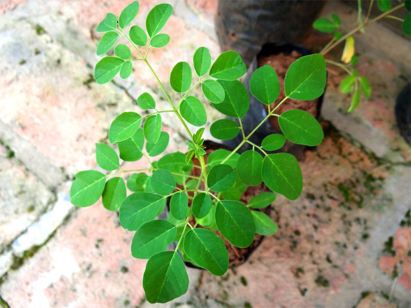 moringa