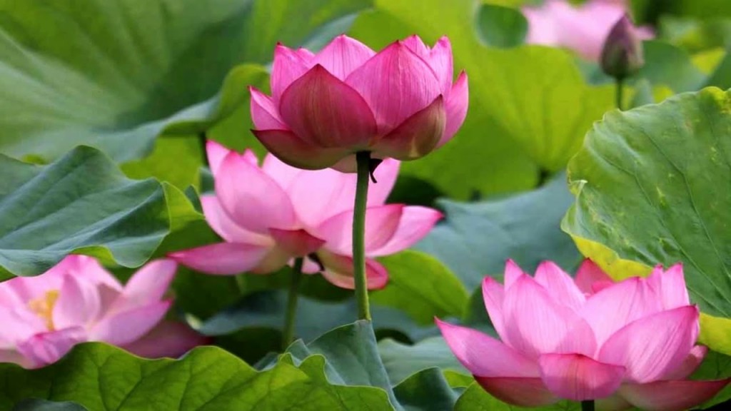 o que e flor de lotus