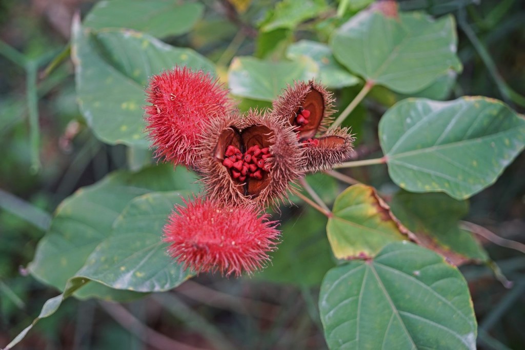 o que e urucum