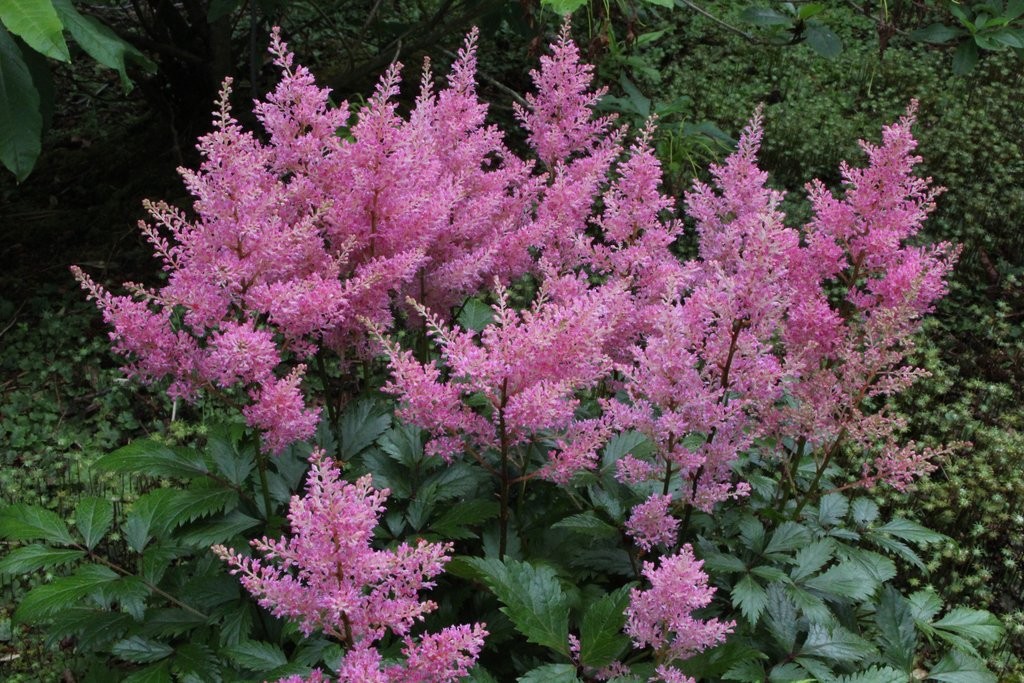 onde plantar astilbe