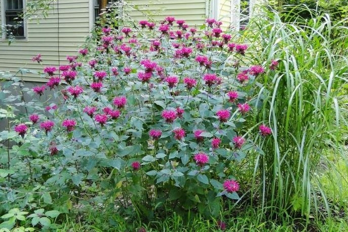 onde plantar balsamo de abelha