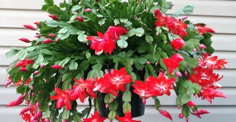 onde plantar cacto de natal