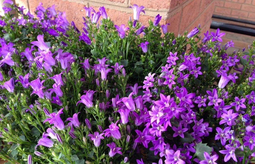 onde plantar campanula