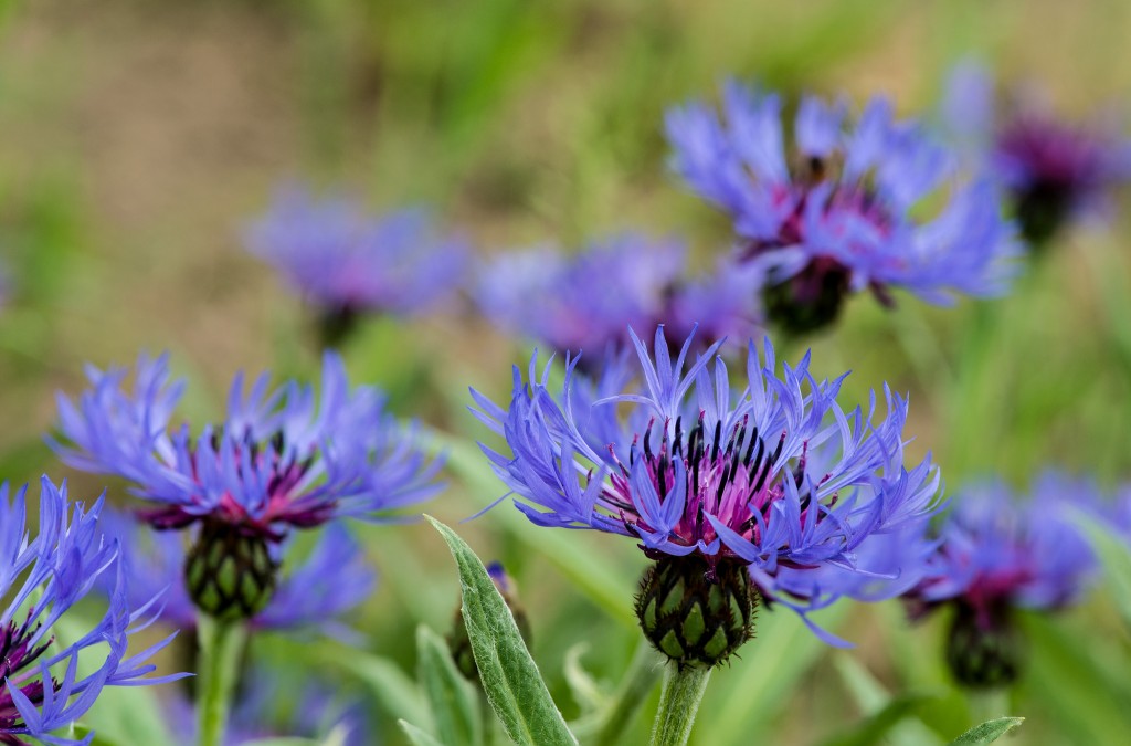 onde plantar centaurea