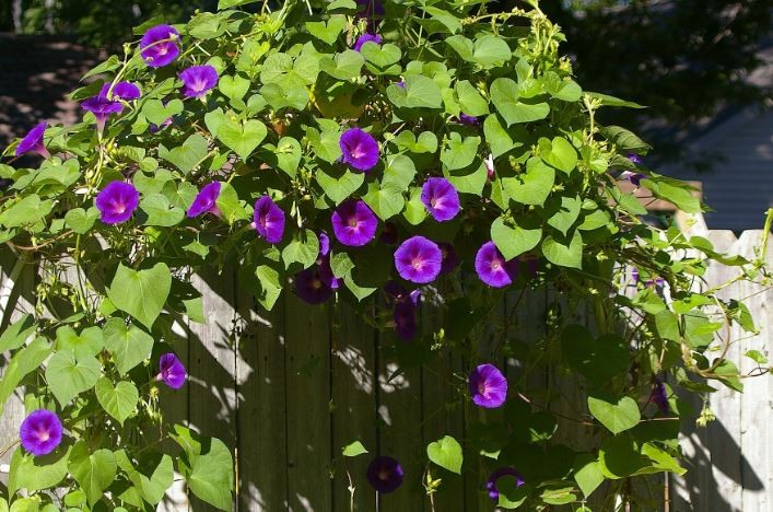 onde plantar corriola