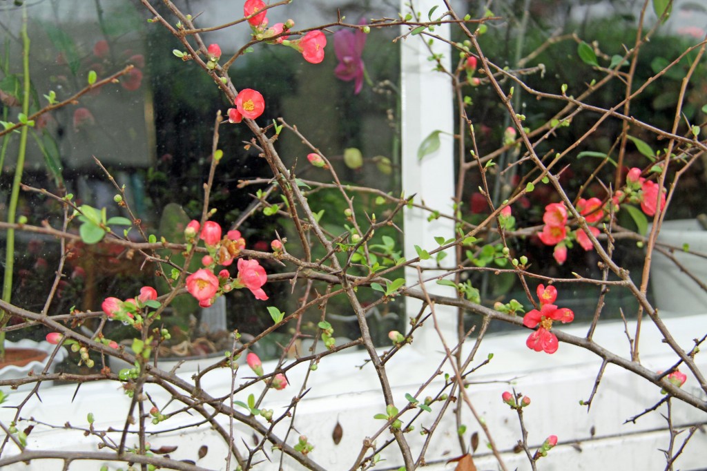 onde plantar flor de marmelo