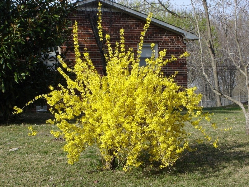 onde plantar forsythia