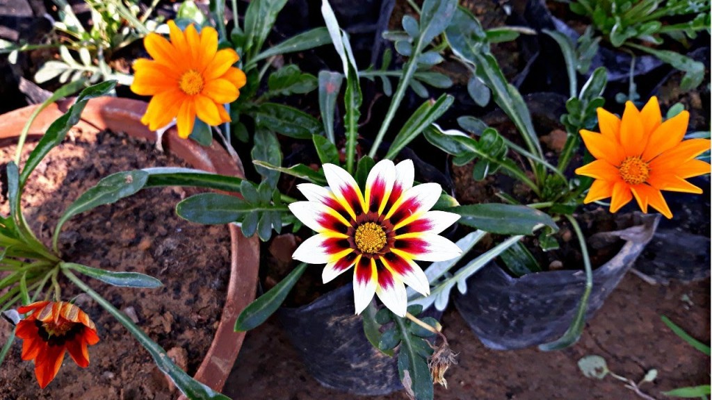 onde plantar gazania