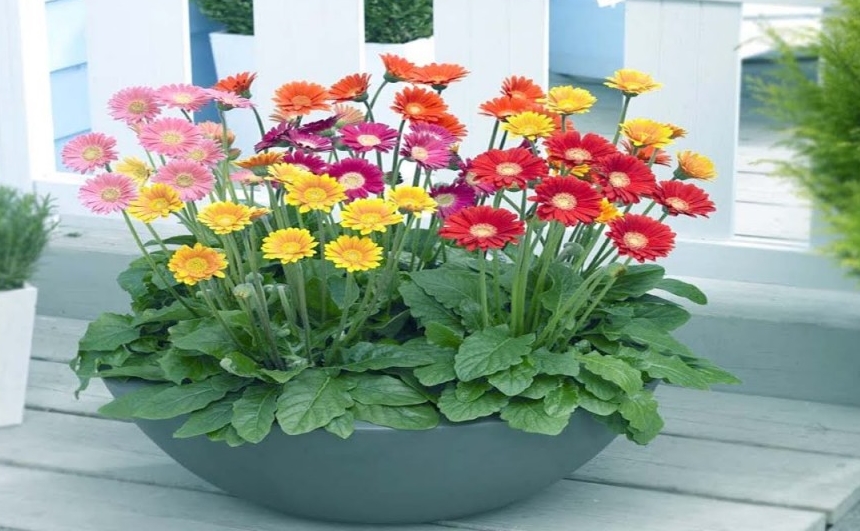 onde plantar gerbera