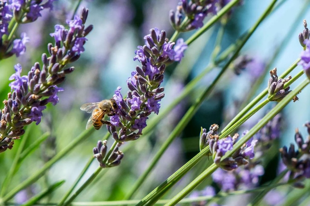 onde plantar lavanda inglesa