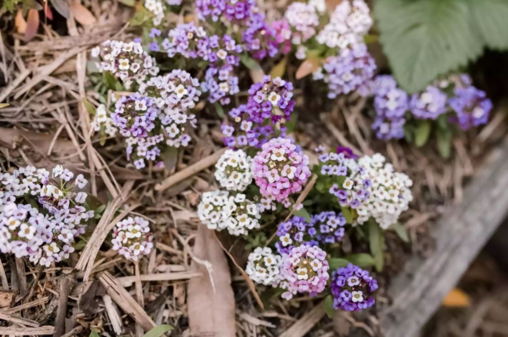 onde plantar lobularia