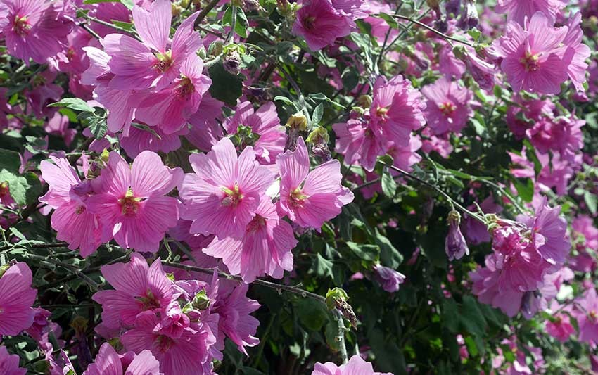 onde plantar malva