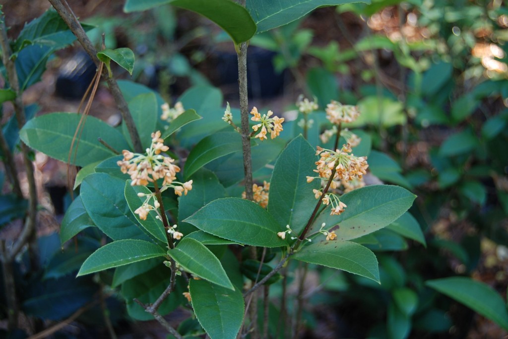 onde plantar osmanthus