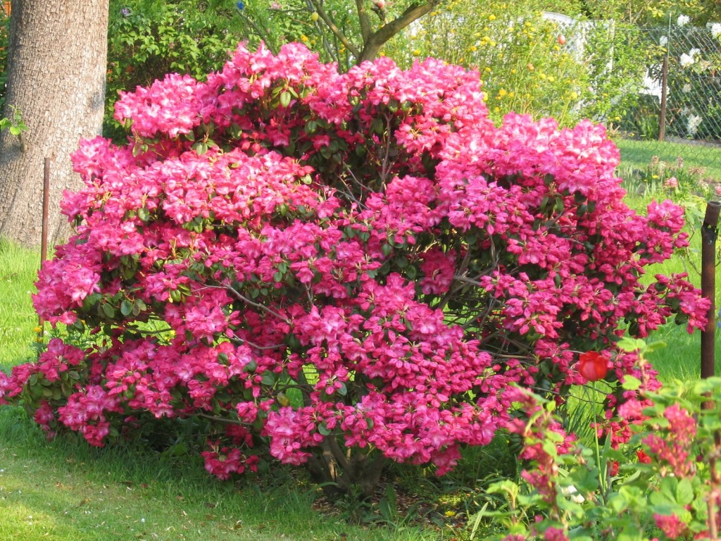 onde plantar rododendro