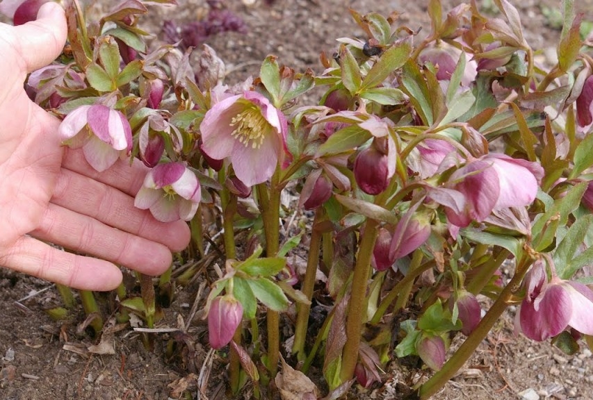 onde plantar rosa quaresmal