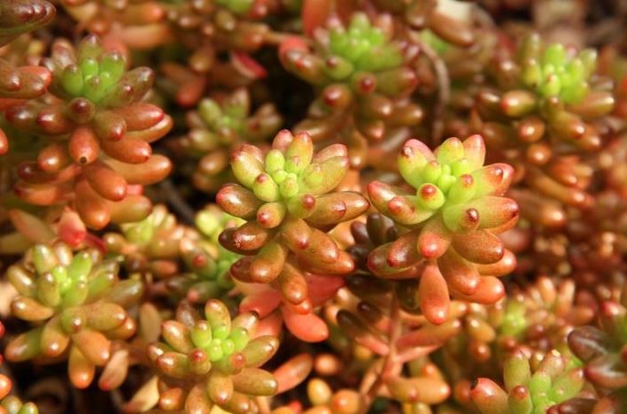 onde plantar sedum