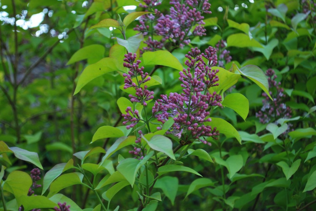 onde plantar syringa