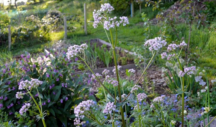 onde plantar valeriana