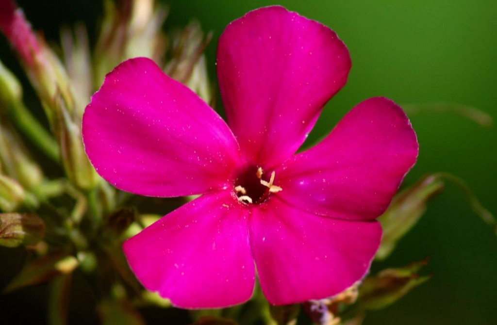 onde plantar flox de jardim