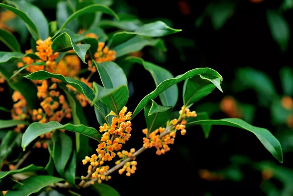 osmanthus