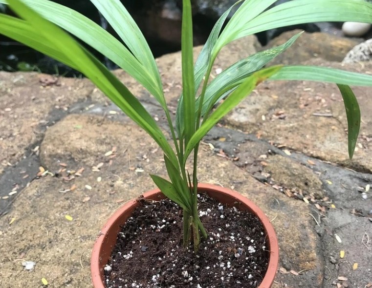 palmeira areca bambu como plantar.