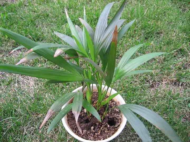 palmeira areca bambu