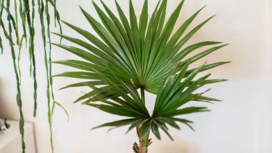 palmeira chinesa