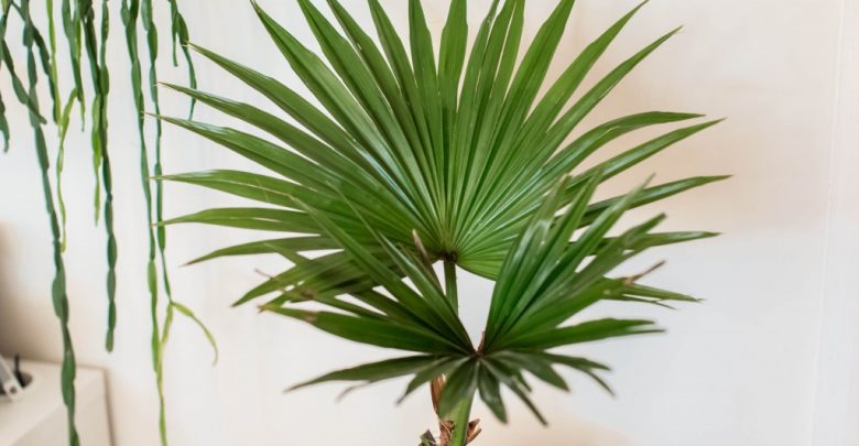 palmeira chinesa